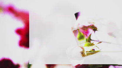 【CORETERNO】<br>オードパルファム100ml<br>MYSTIC SUGAR